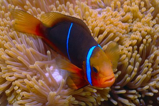 The orange-fin anemonefish (Amphiprion chrysopterus ) is a marine fish belonging to the family Pomacentridae, the clownfishes and damselfishes