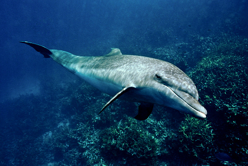 Two indic bottlenose dolphins (tursiops aduncus) swimming in the ocean