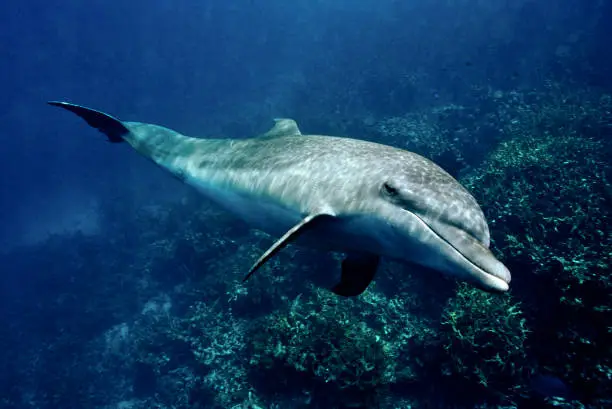 The spinner dolphin (Stenella longirostris) is a small dolphin found in off-shore tropical waters around the world