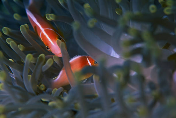 Tropical coral reef lagoon in Maldives island atoll with small clown fish hiding in sea anemone