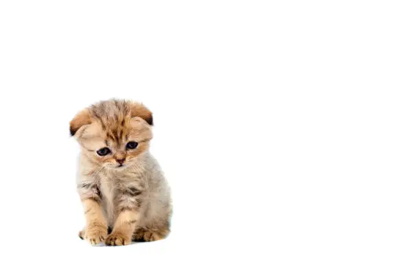 Photo of sad very small fluffy kitten scottish fold on white isolated background. With a sore eye that is peeling off