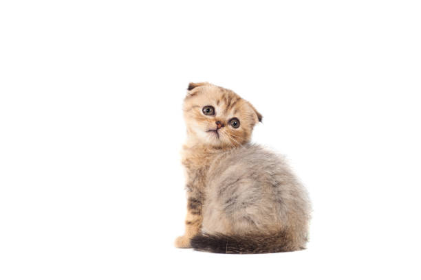 грустно очень маленький пушистый котенок шотландский раз на белом изолированном фоне. с болью в глазах, которая отслаивается - sadness domestic cat kitten humor стоковые фото и изображения