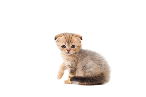 грустно очень маленький пушистый котенок шотландский раз на белом изолированном фоне. с болью в глазах, которая отслаивается - sadness domestic cat kitten humor стоковые фото и изображения