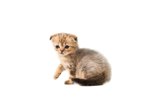 istock sad very small fluffy kitten scottish fold on white isolated background. With a sore eye that is peeling off 903023028