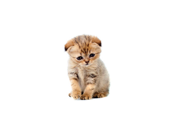 istock sad very small fluffy kitten scottish fold on white isolated background. With a sore eye that is peeling off 903023108