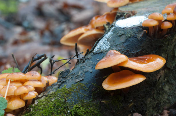 istock Flammulina velutipes mushrooms 903027940