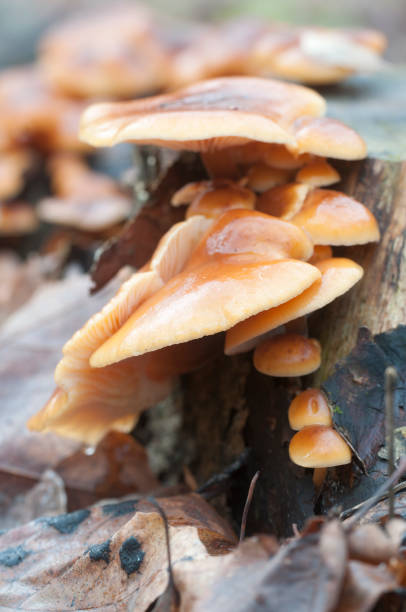 istock Flammulina velutipes mushrooms 903030372