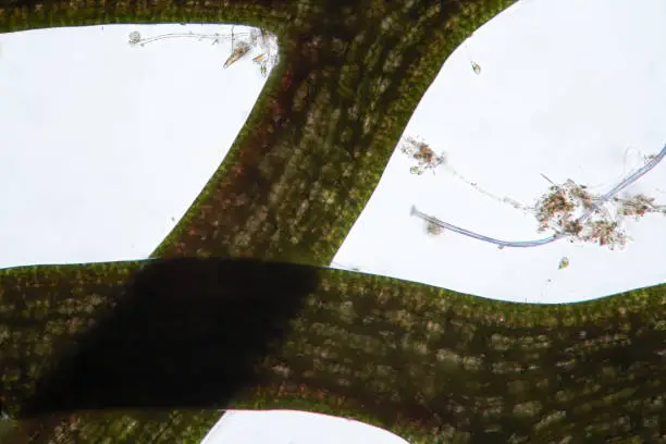 Sprig of freshwater algae hornwort by microscope