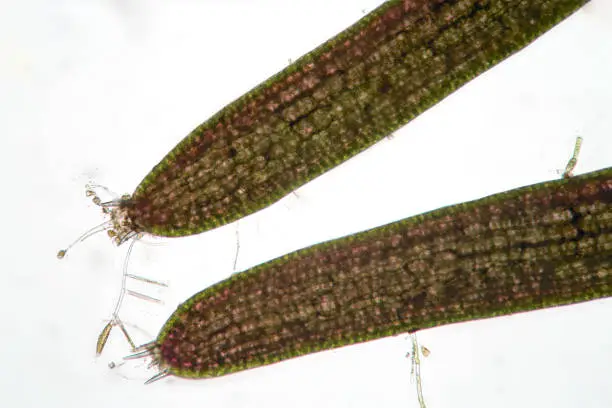 Sprig of freshwater algae hornwort by microscope