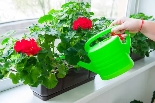 Human hand holding watering can and watering red Geranium flowers pots on windowsill. Indoor. Selective focus.