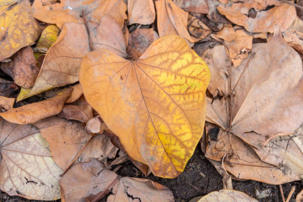 istock autumn yellow leaves 903031374