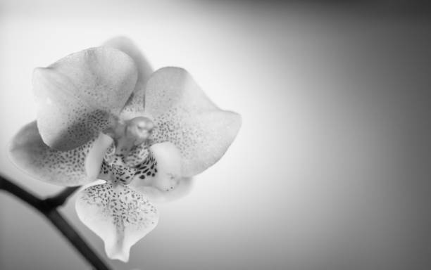 istock close up of a orchid 903034456