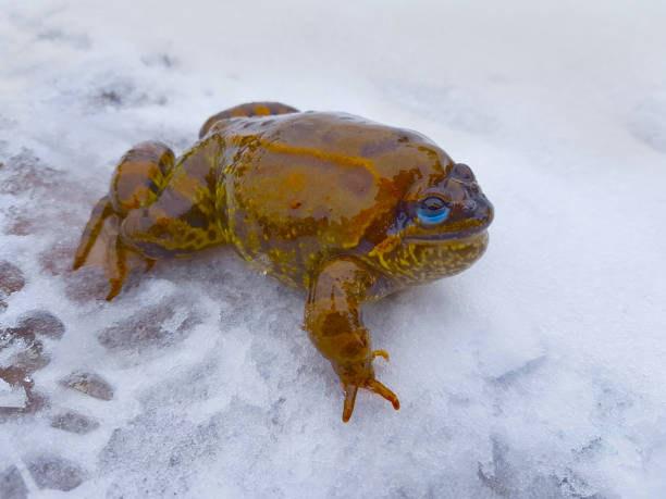 A close up of the frog on ice. Early spring. 