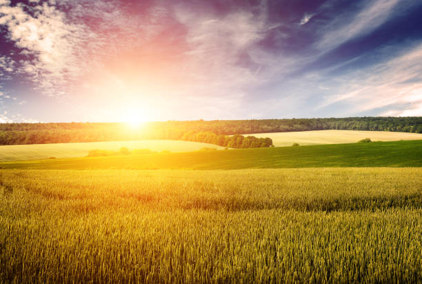 istock Wheat field, blue sky and dawn in retro style. 903034918