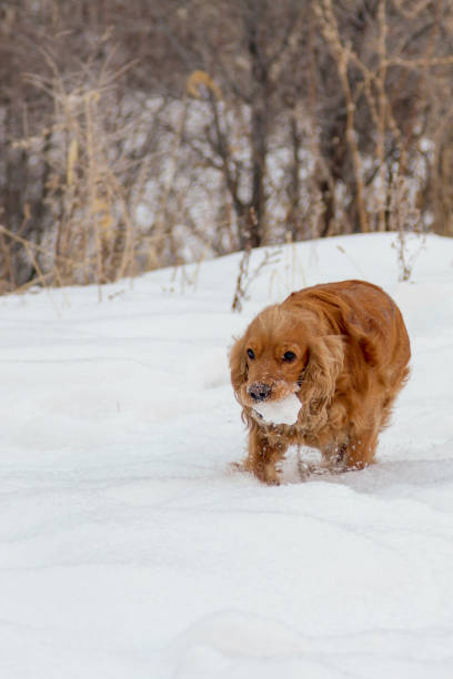 istock cocker spaniel carries a piece of snow 903036564