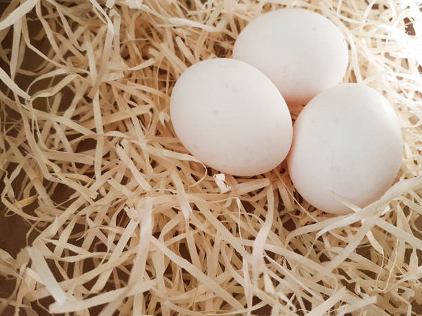 istock eggs of chicken in sawdust 903037326