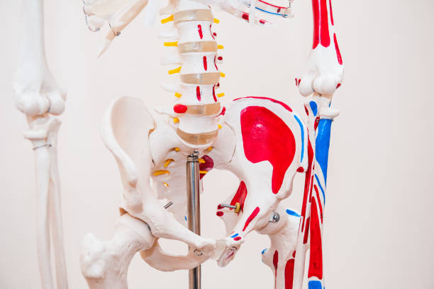 istock Close up human model pelvis skeleton model. Medical clinic concept. Selective focus 903040330