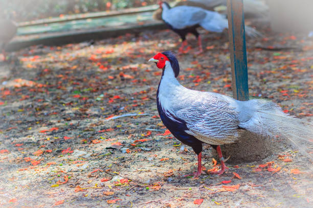 istock Young male of the Silver Pheasant (Lophura nycthemera) 903040448