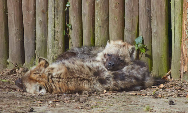 dwie zauważone hieny (crocuta crocuta) są na słońcu. - portrait spotted hyena field africa zdjęcia i obrazy z banku zdjęć