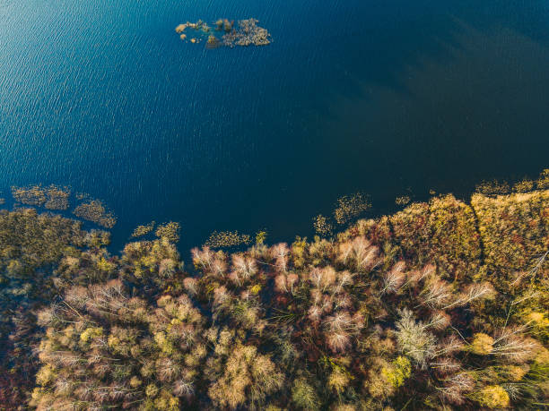 istock High Angle View Of Trees By Sea 903049142