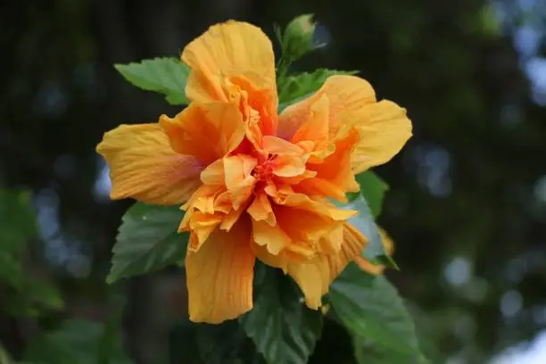 Photo of Tropical hibiscus blooming in Australia