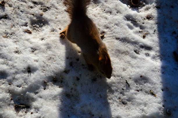 ardilla en la nieve en el parque de la ciudad - 7653 fotografías e imágenes de stock