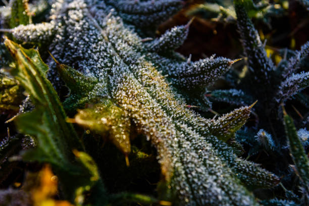 istock Leaf covered with a hoarfrost on autumn 903052618