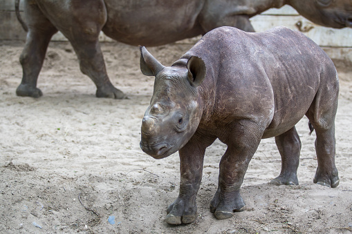 Indian Baby Rhino