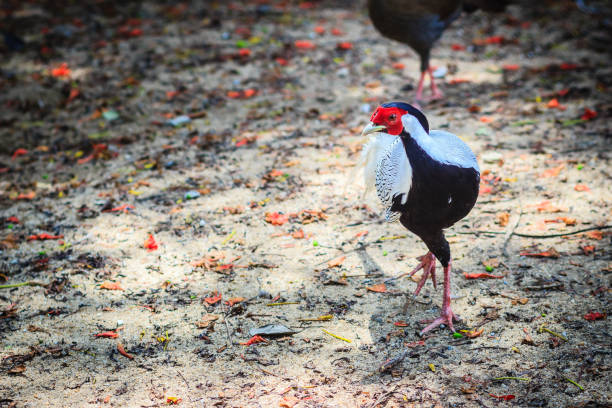 Young male of the Silver Pheasant (Lophura nycthemera)