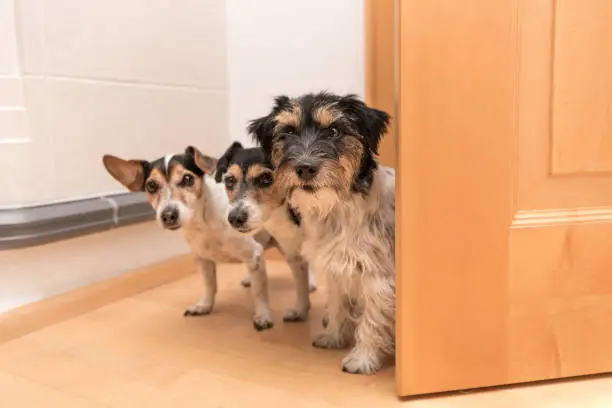 Three little dogs are looking in to the door - Jack Russell Terrier doggies in the apartment