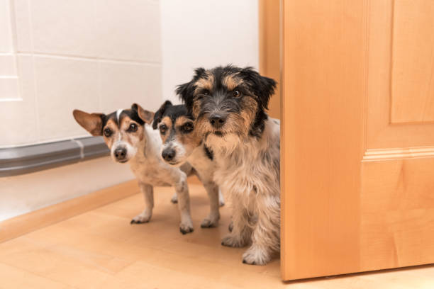 three little dogs are looking in to the door - jack russell terrier doggies in the apartment - pets curiosity cute three animals imagens e fotografias de stock