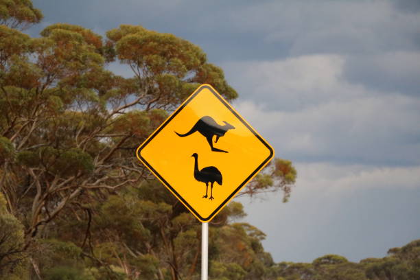 istock Kangaroo and Emu, Traffic Sign in Australia 903058078