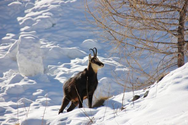 Chamois in the snow Beautiful Chamois in the Aosta Valley, Cogne, Italy chamois animal photos stock pictures, royalty-free photos & images