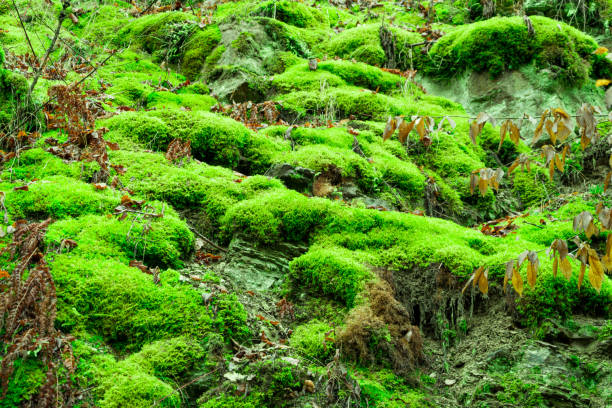 istock Beautiful green moss on the rock wall. 903062506