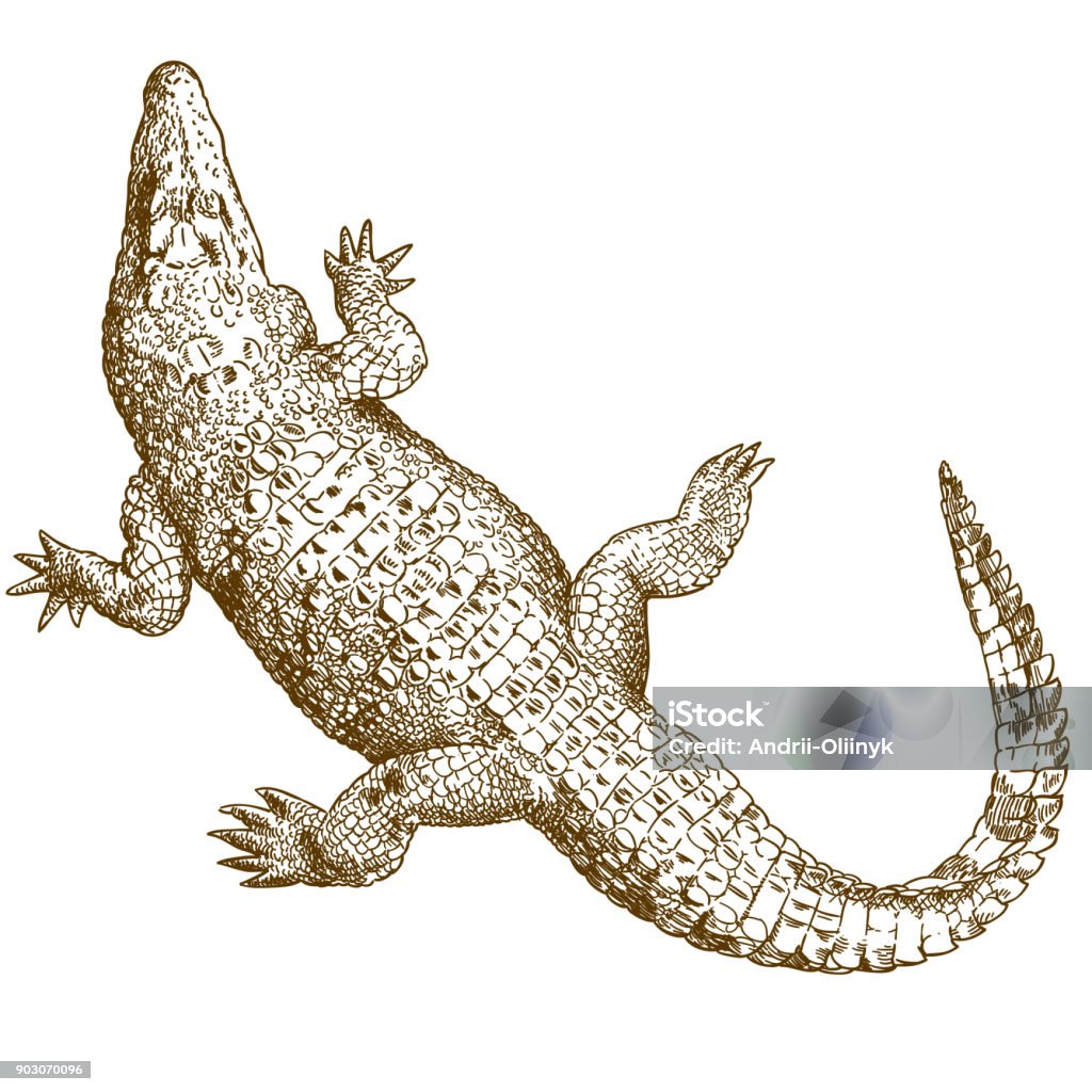 engraving drawing illustration of big crocodile Vector antique engraving illustration of big crocodile isolated on white background Crocodile stock vector