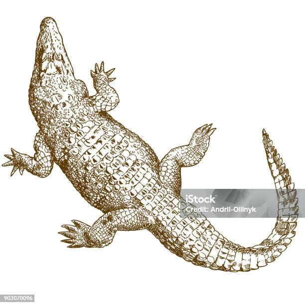 Engraving Drawing Illustration Of Big Crocodile Stock Illustration - Download Image Now - Crocodile, Caiman, Engraving