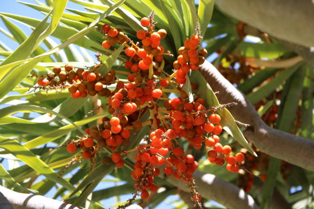 istock Canarian Dragon Tree with orange fruits, Australia 903070244