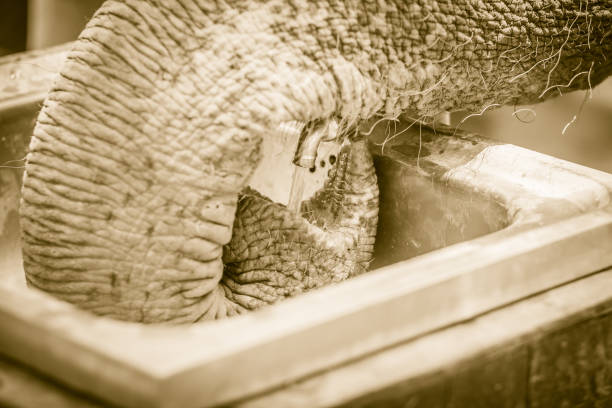 Albino elephant drinking water from tap faucet by use it trunk. An elephant use its trunk to drink water from tap.