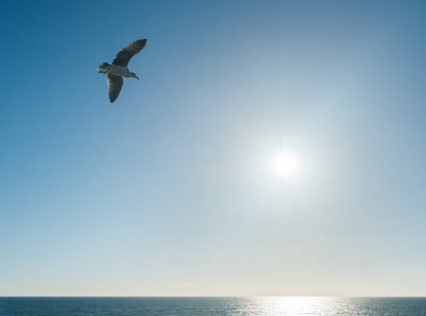 istock Sea gull gliding over the ocean as sun sets on horizon 903070376