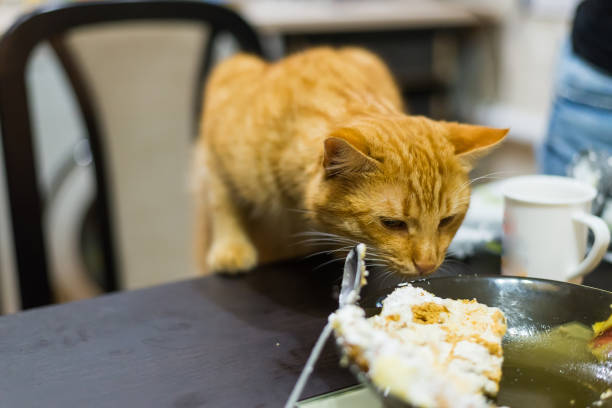 istock Red cat looks hungry eyes on the table. 903072910