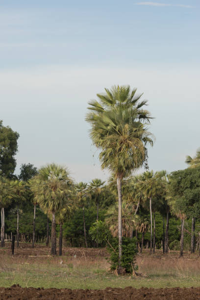 istock Carnauba palm in Campo Maior, Pi, Brazil 903073004