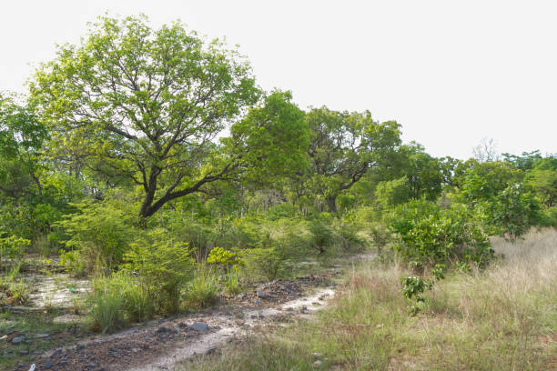 istock Cerrado in Piaui, Brazil 903073094