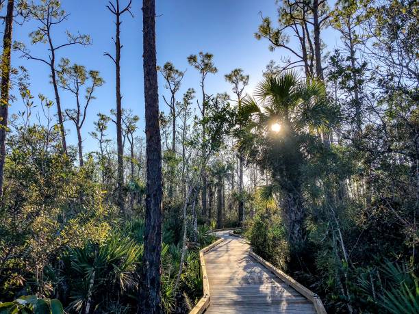 istock boardwalk in the swamp 903073546
