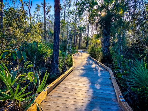 paseo marítimo en el pantano - cypress swamp fotografías e imágenes de stock