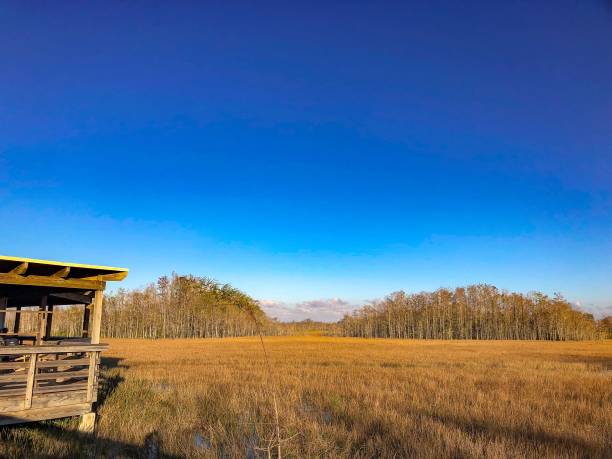 hut in the swamp - pine wood forest river imagens e fotografias de stock