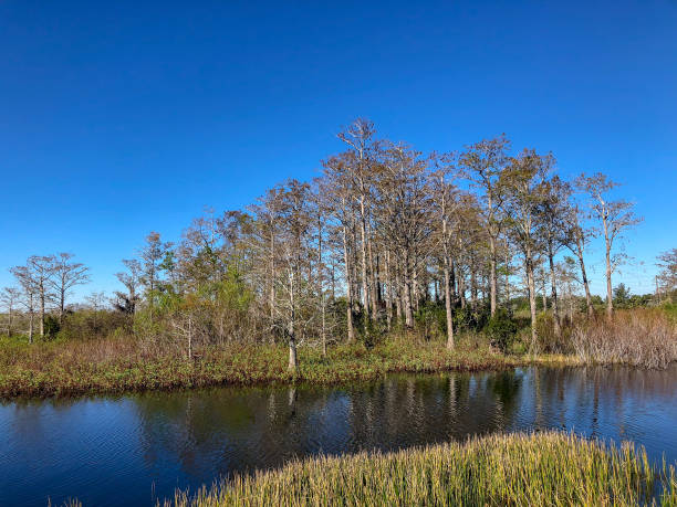 windy winter swamp landscape - pine wood forest river imagens e fotografias de stock