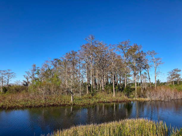 windy winter swamp landscape - pine wood forest river imagens e fotografias de stock