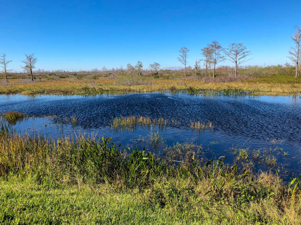 windy winter swamp landscape - pine wood forest river imagens e fotografias de stock