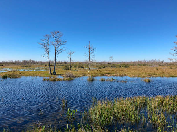 windy winter swamp landscape - pine wood forest river imagens e fotografias de stock