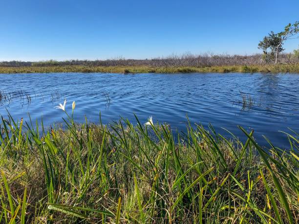 swamp plants and wind - pine wood forest river imagens e fotografias de stock